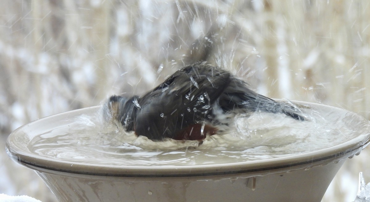 American Robin - ML647087149