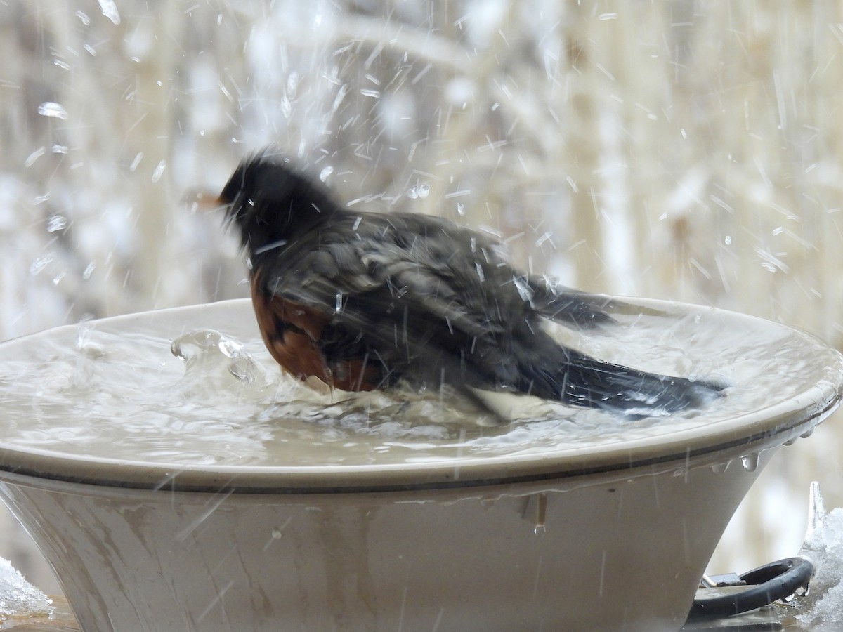 American Robin - ML647087150
