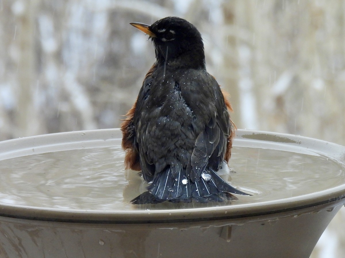 American Robin - ML647087151