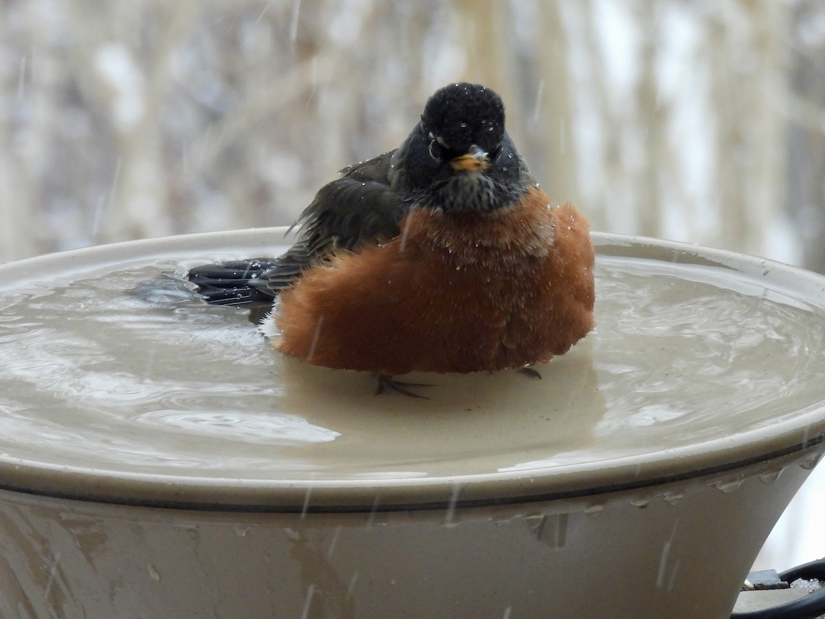 American Robin - ML647087152