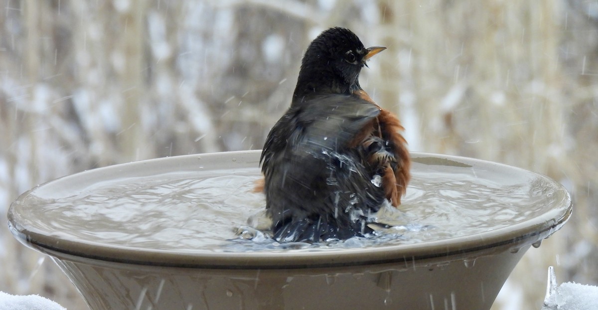 American Robin - ML647087153