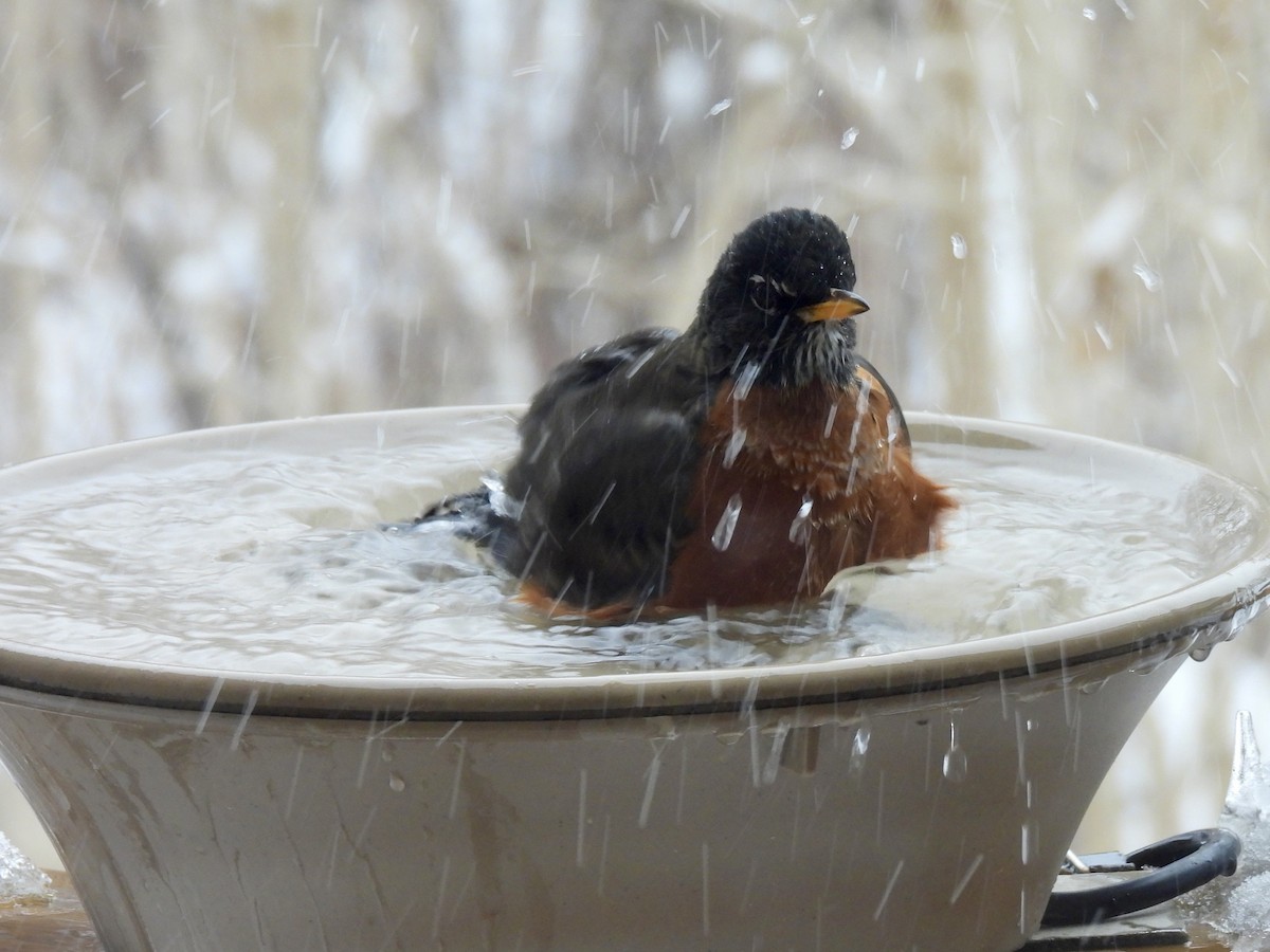 American Robin - ML647087154