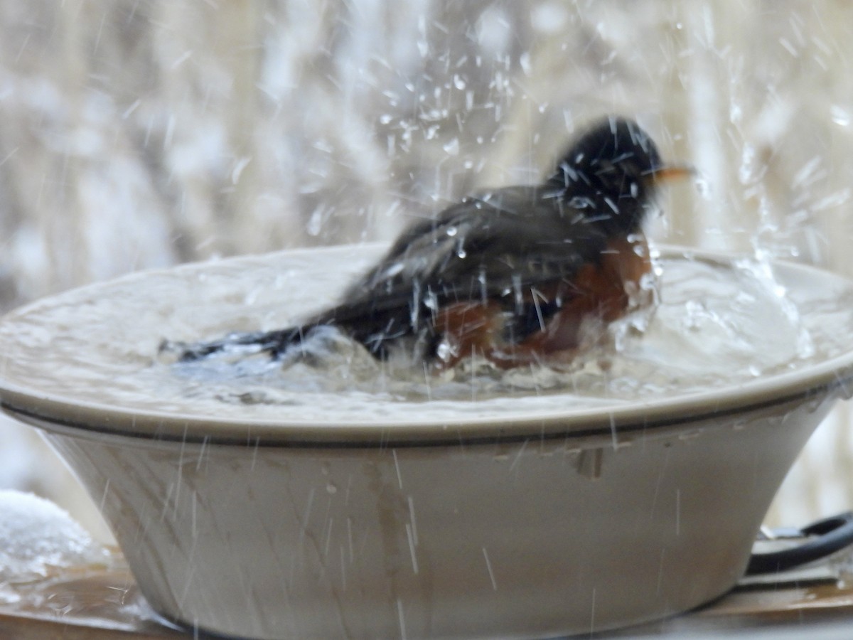 American Robin - ML647087155