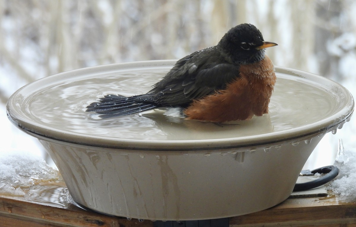 American Robin - ML647087156