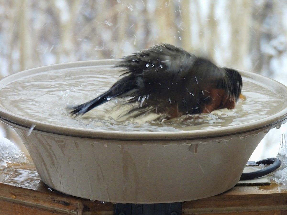 American Robin - ML647087157