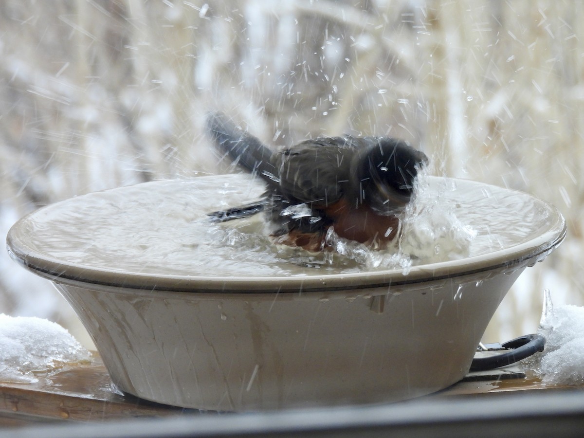 American Robin - ML647087158
