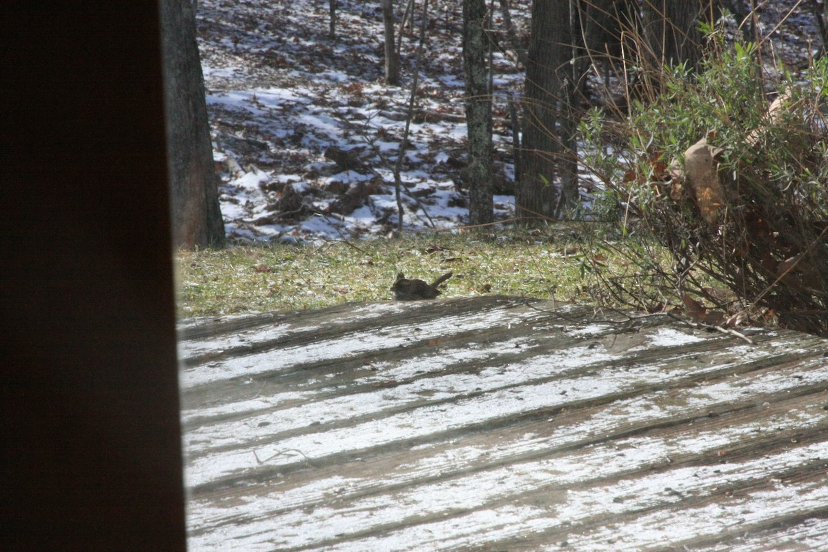 ノドジロシトド - ML647087159