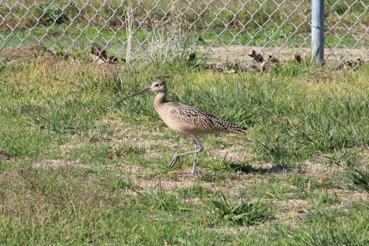 Кульон американський - ML647087161