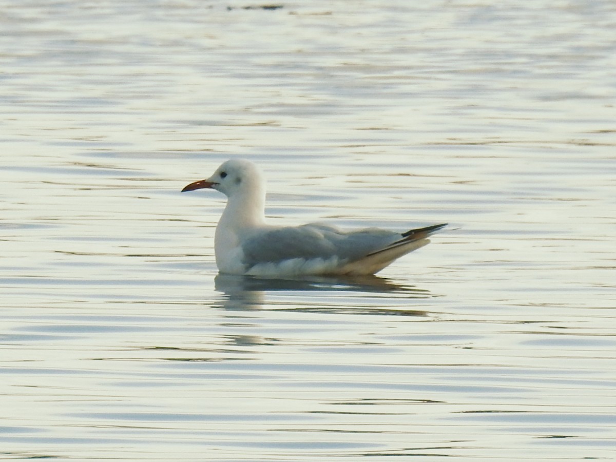 Slender-billed Gull - ML647087169