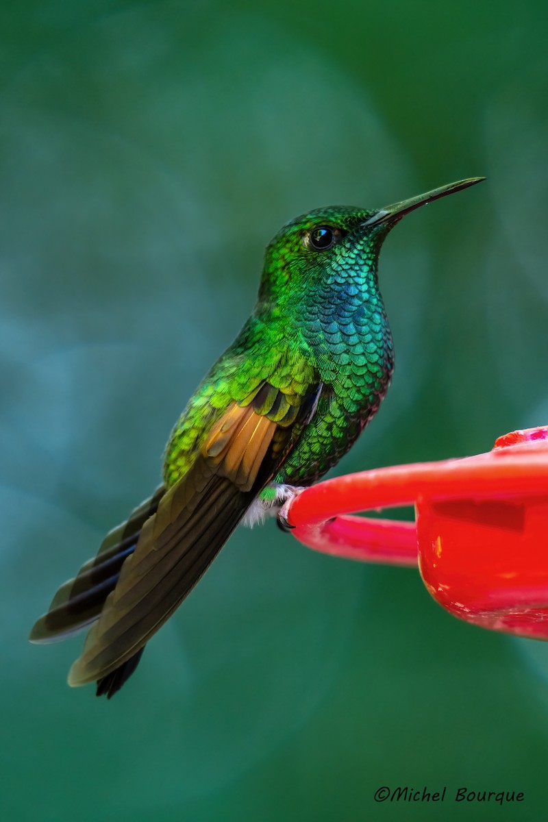 Stripe-tailed Hummingbird - ML647087171