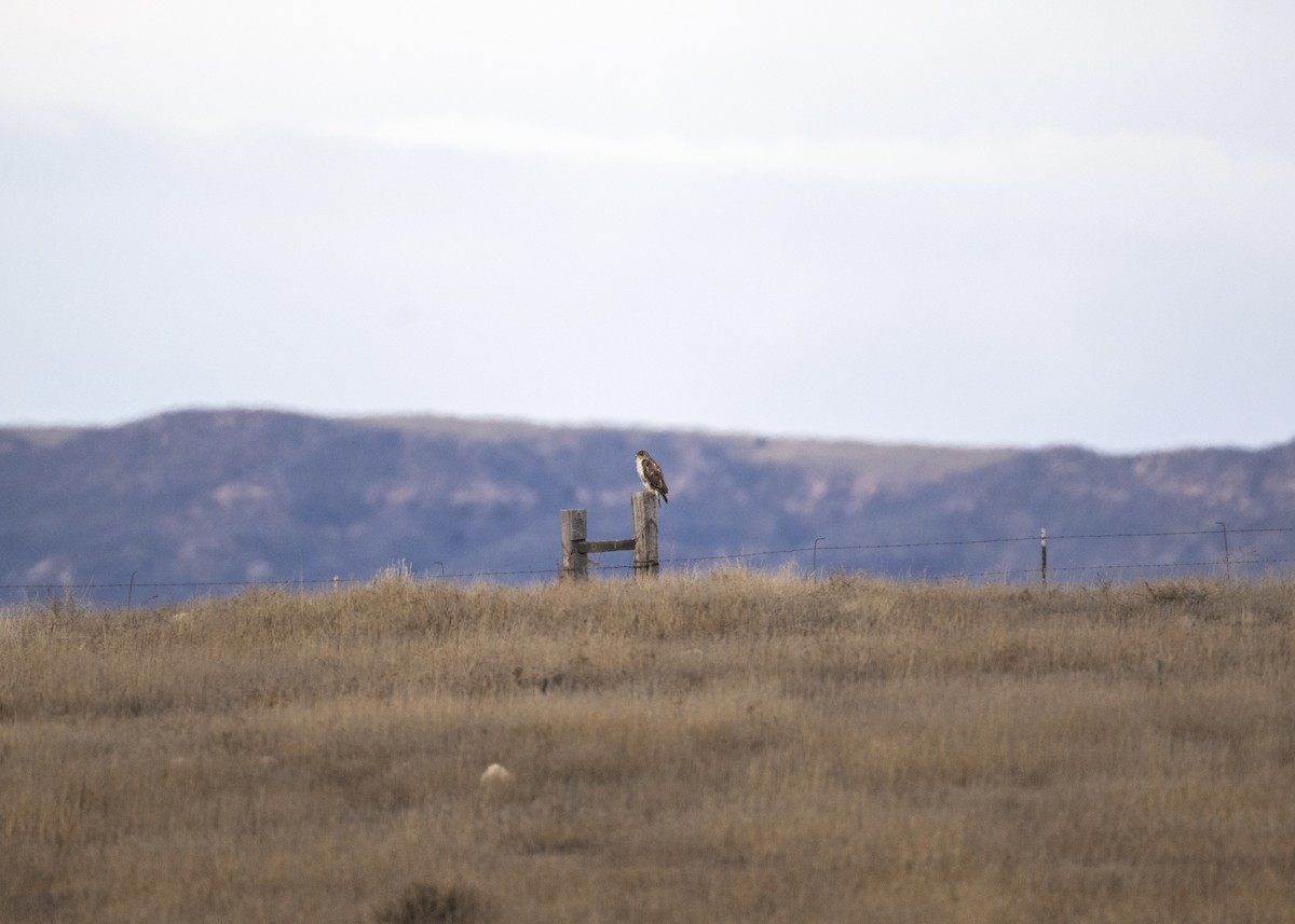 kongevåk - ML647087179