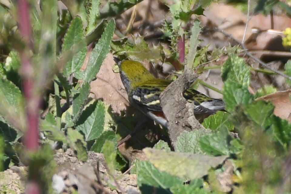 Chestnut-sided Warbler - ML647087180