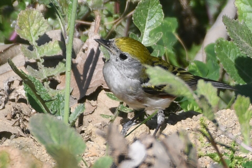 Chestnut-sided Warbler - ML647087181