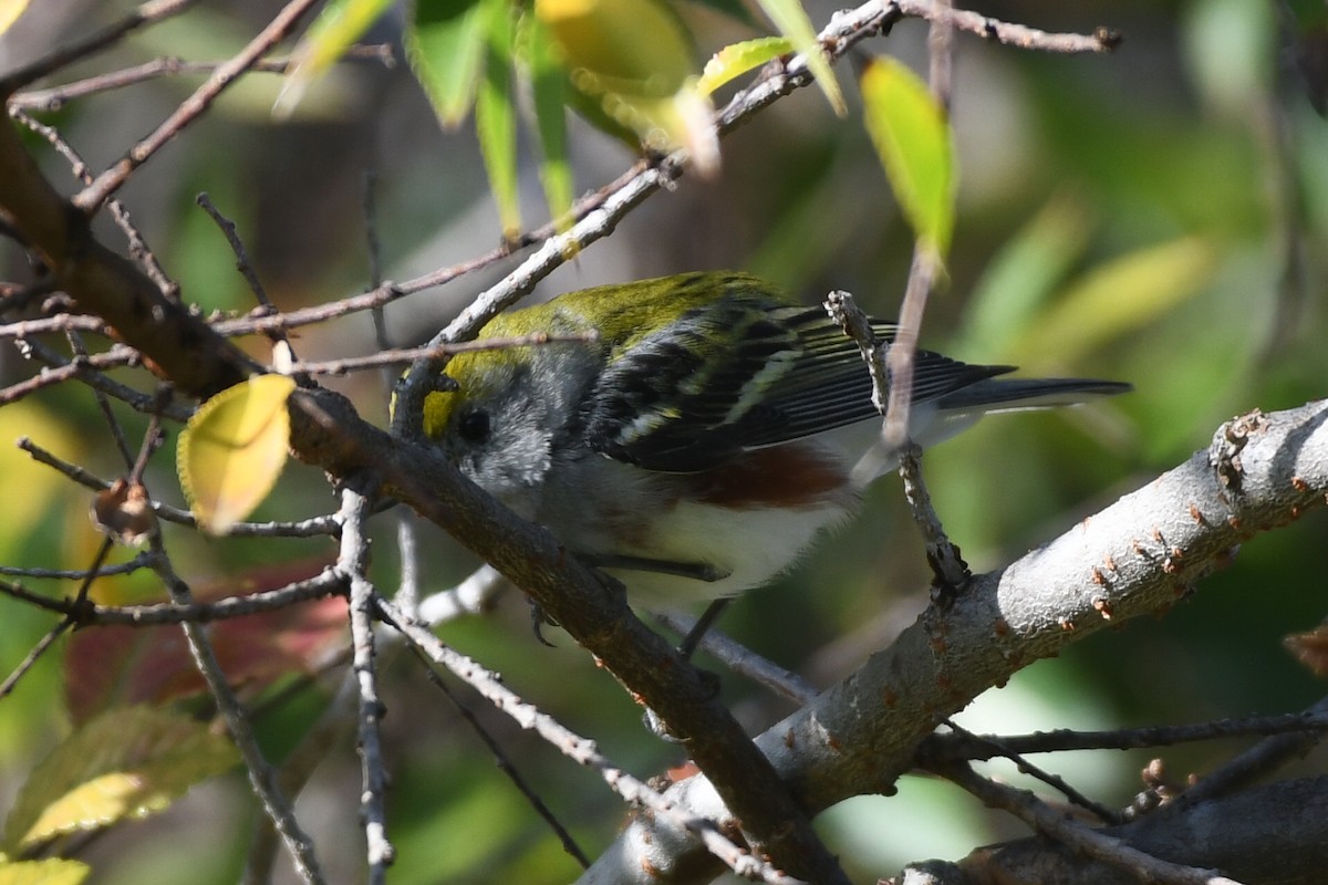 Chestnut-sided Warbler - ML647087182