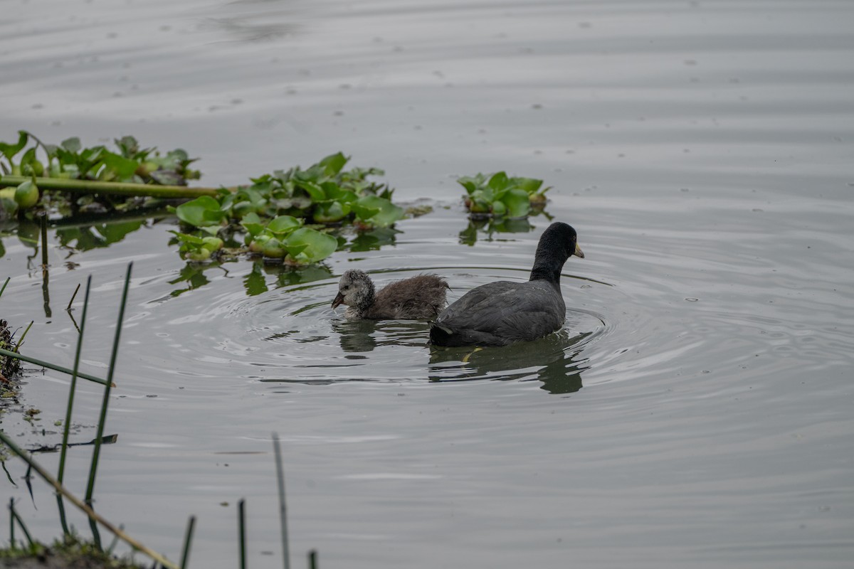 American Coot - ML647087199