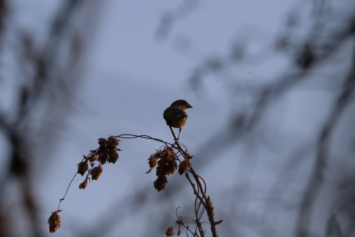 Grünfink - ML647087209