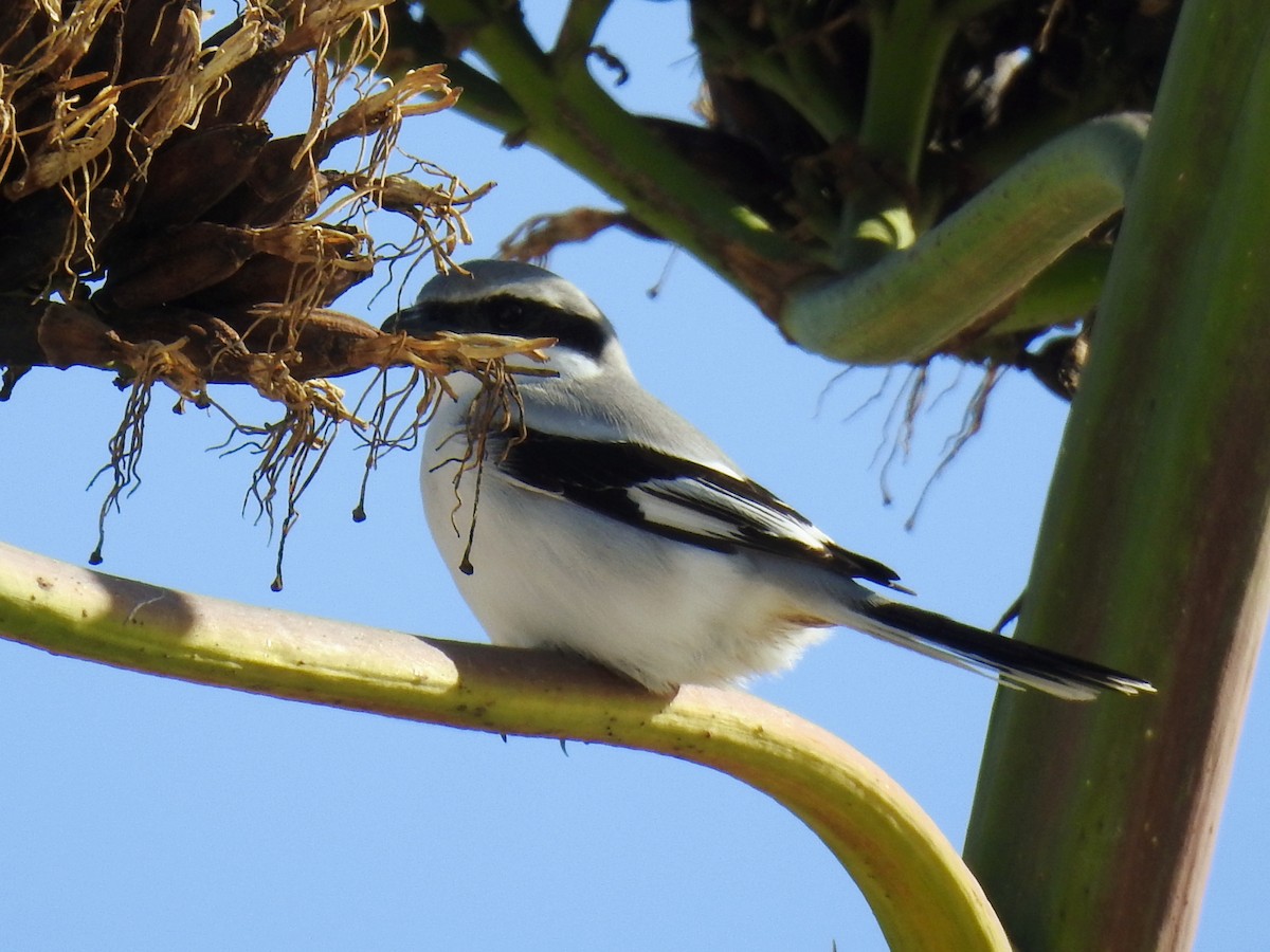 Great Gray Shrike - ML647087210