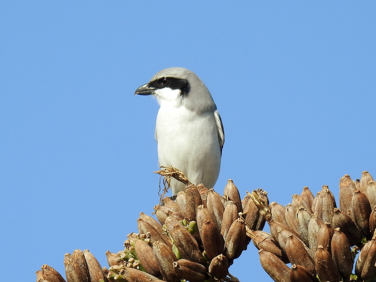 Great Gray Shrike - ML647087211