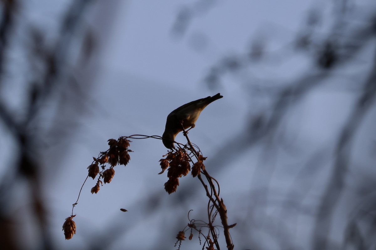 Grünfink - ML647087212