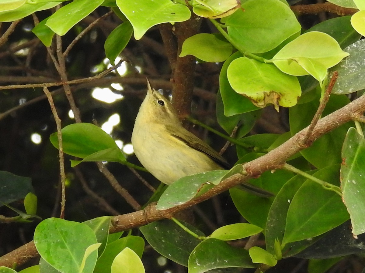 Common Chiffchaff - ML647087218