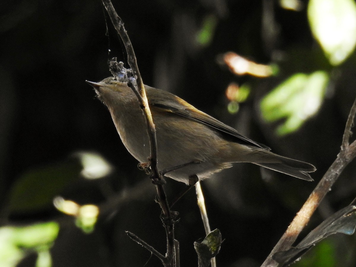 Common Chiffchaff - ML647087219
