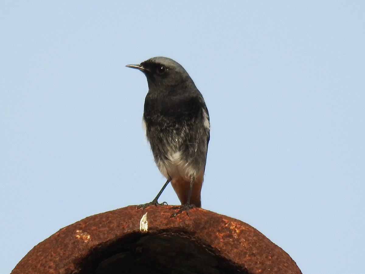 Black Redstart - ML647087226