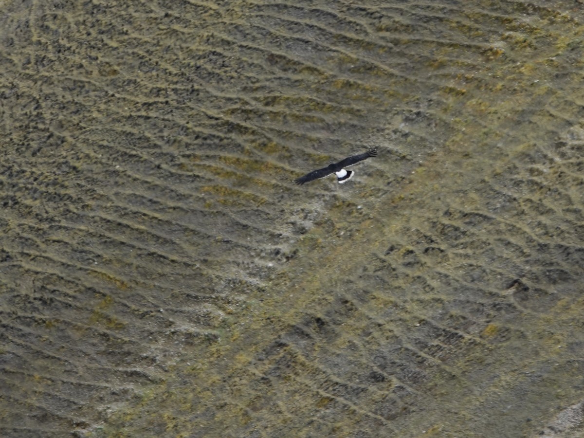 Mountain Caracara - ML647087238