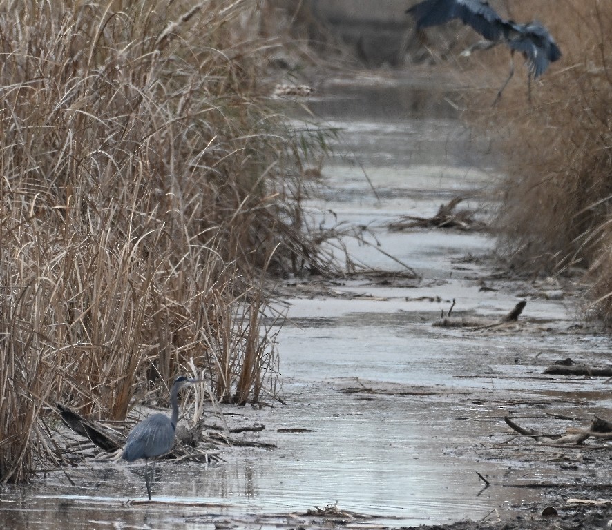 Great Blue Heron - ML647087240