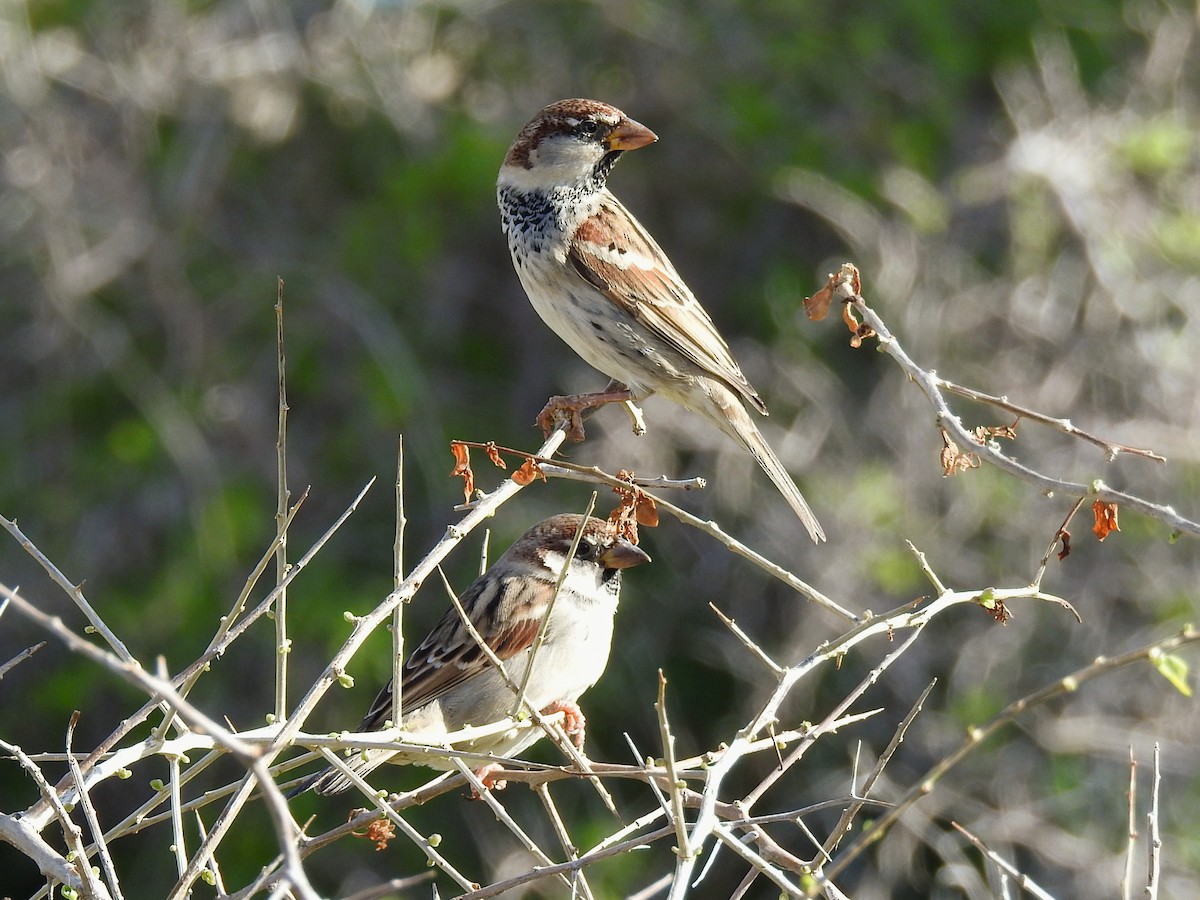 Spanish Sparrow - ML647087241