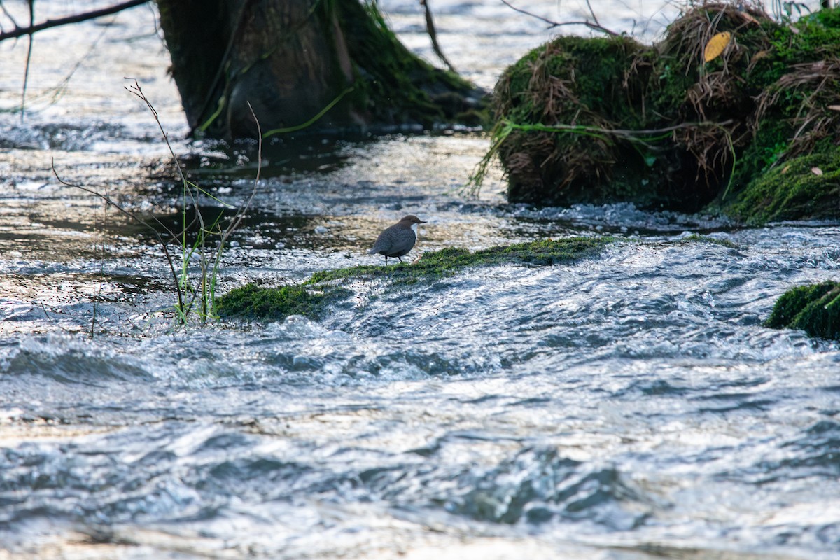 Пронурок біловолий - ML647087251