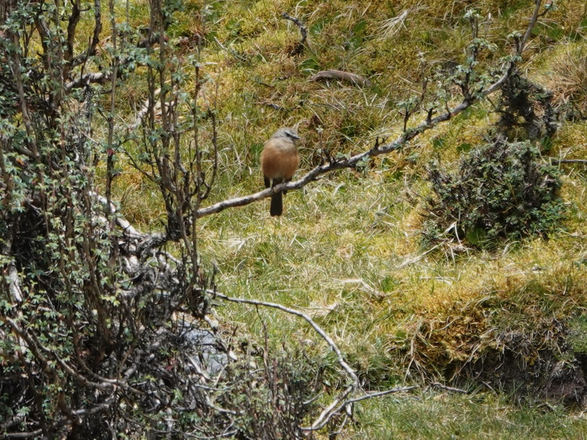 Brown-backed Chat-Tyrant - ML647087259