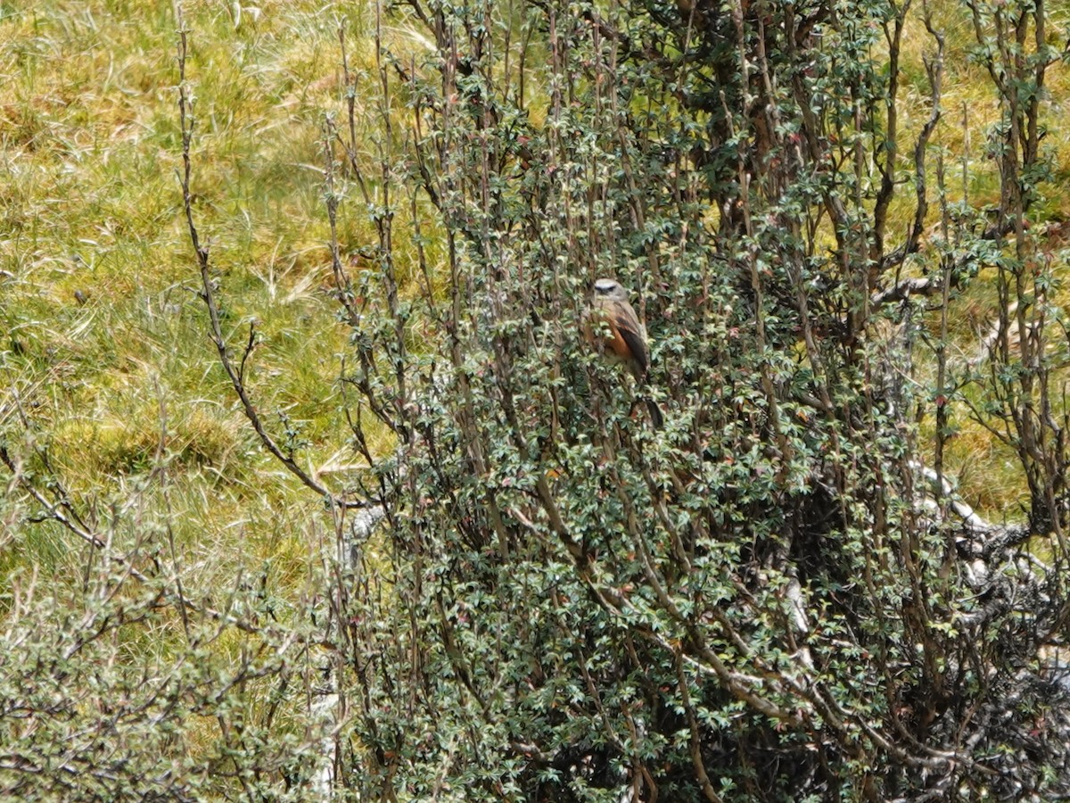 Brown-backed Chat-Tyrant - ML647087260