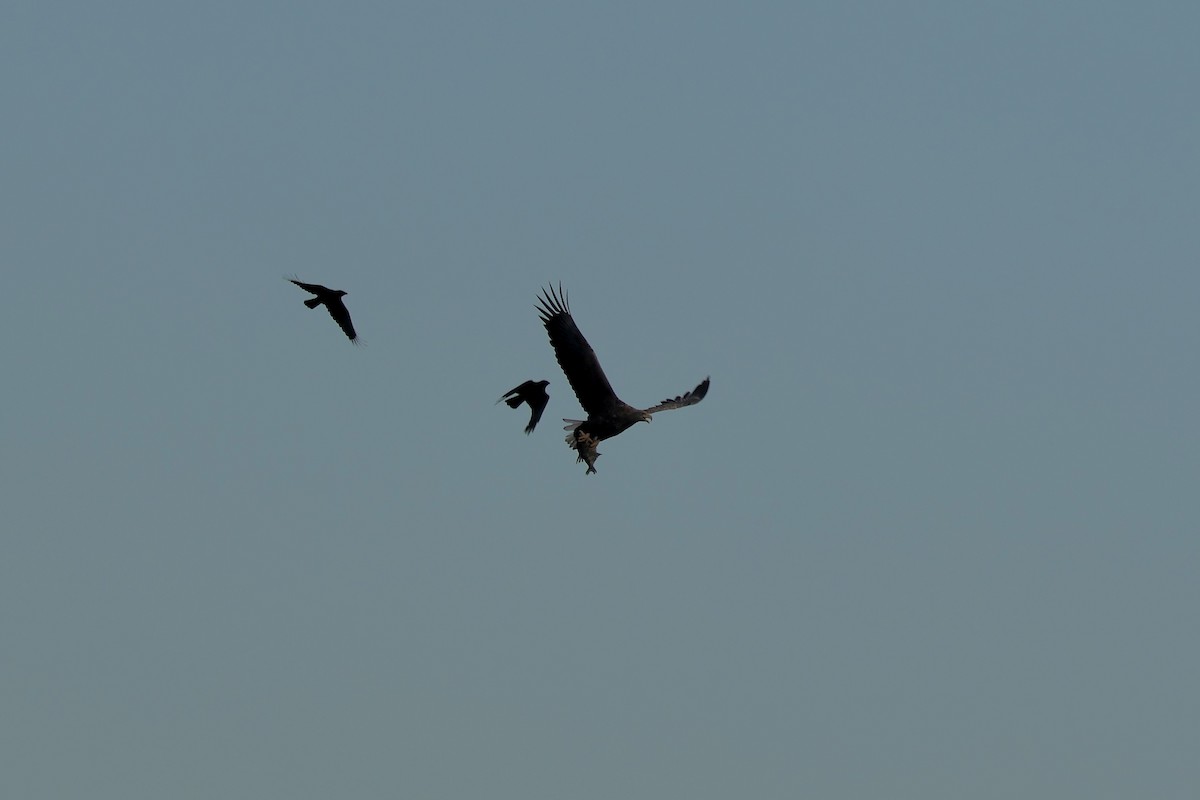 Seeadler - ML647087263