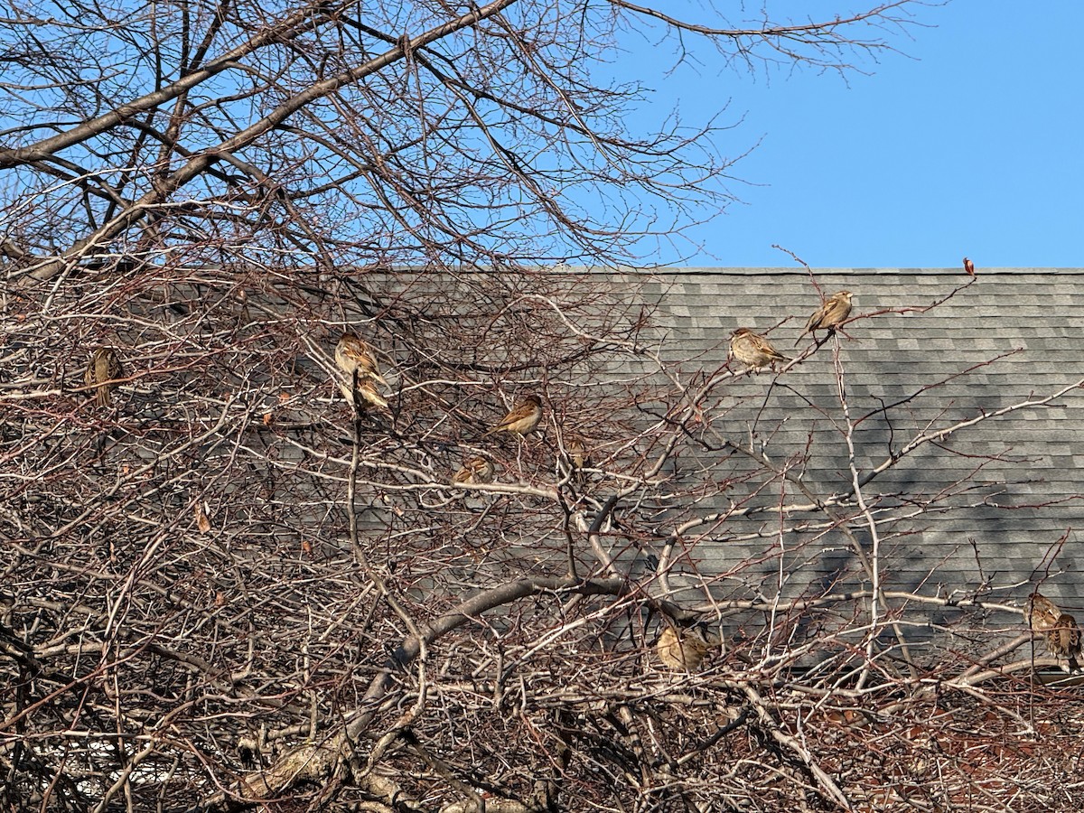 House Sparrow - ML647087281