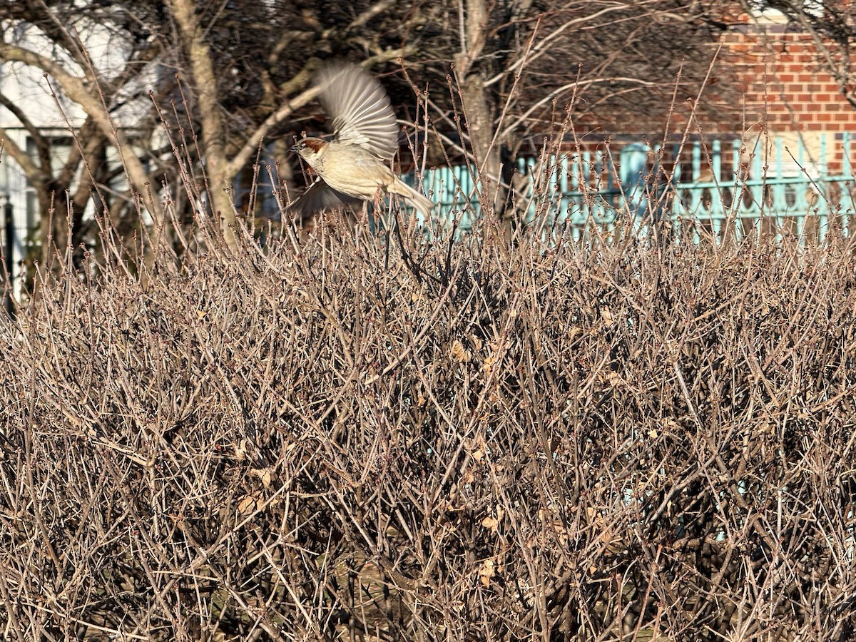 House Sparrow - ML647087282