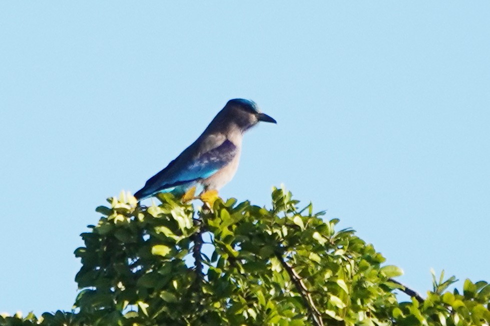 Indochinese Roller - ML647087283