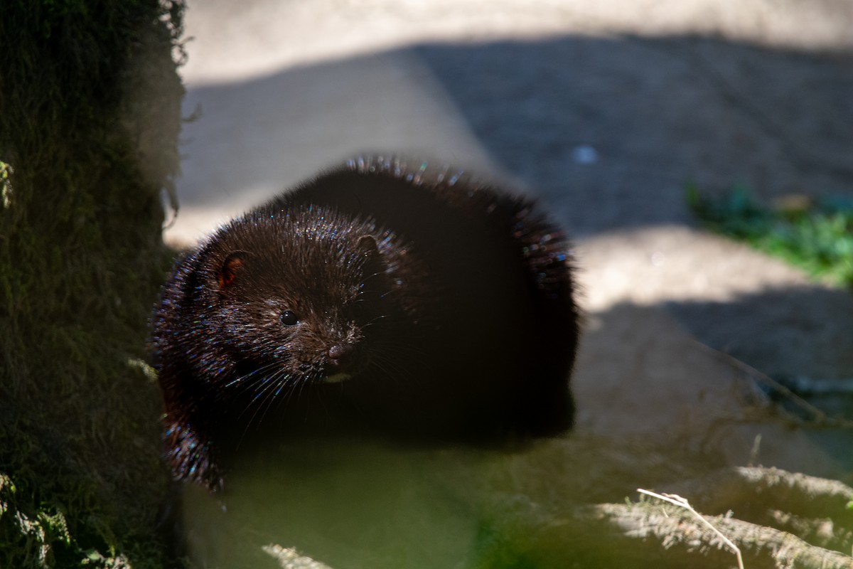 American Mink - ML647087289