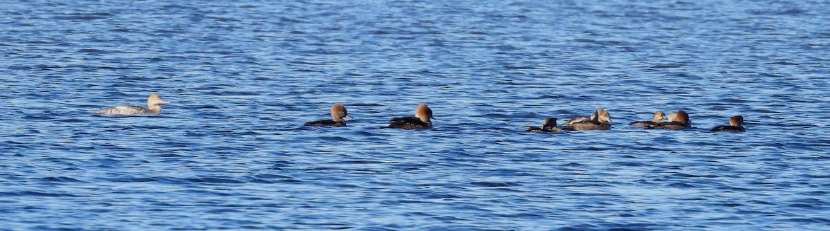 Red-breasted Merganser - ML647087302