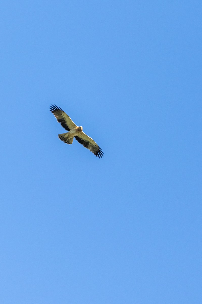 Booted Eagle - ML647087303