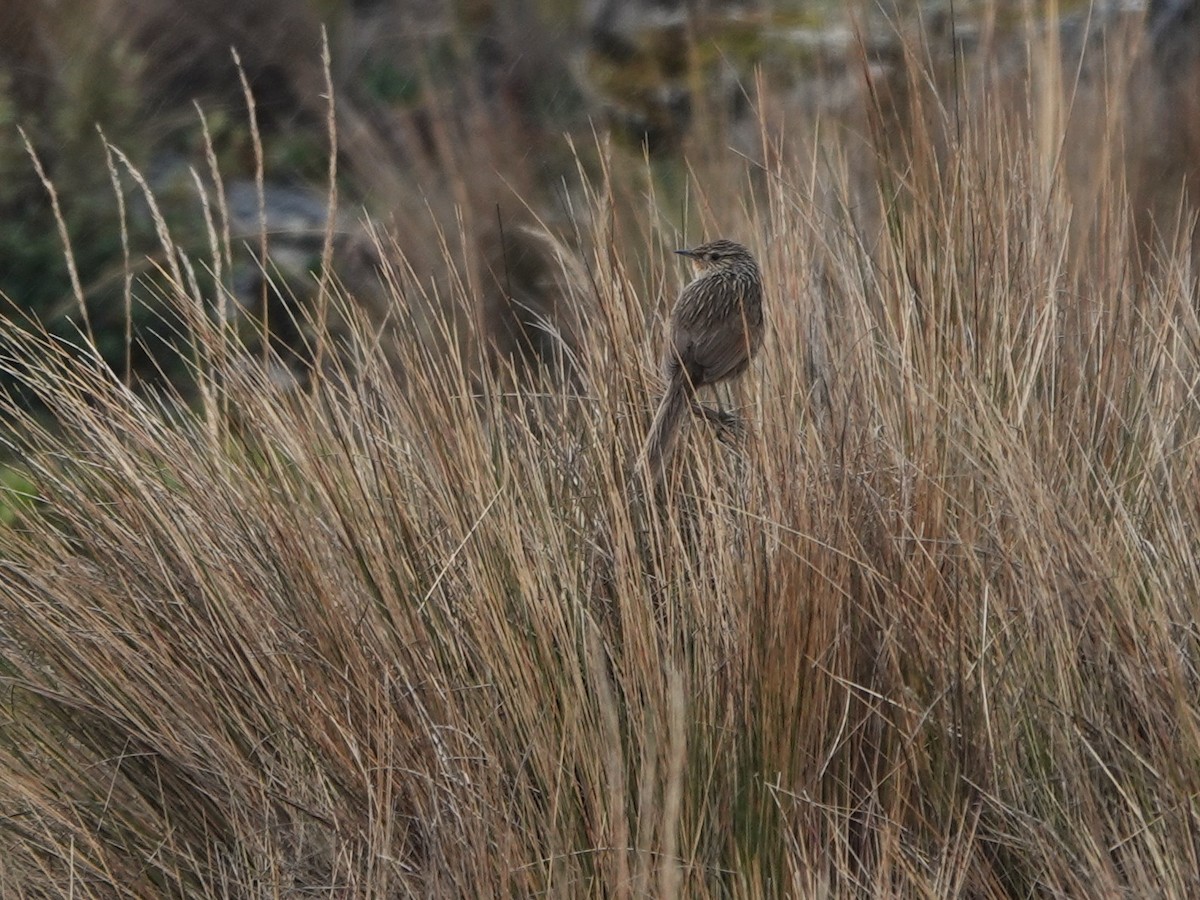 Junin Canastero - ML647087304