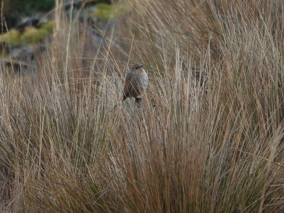 Junin Canastero - ML647087305