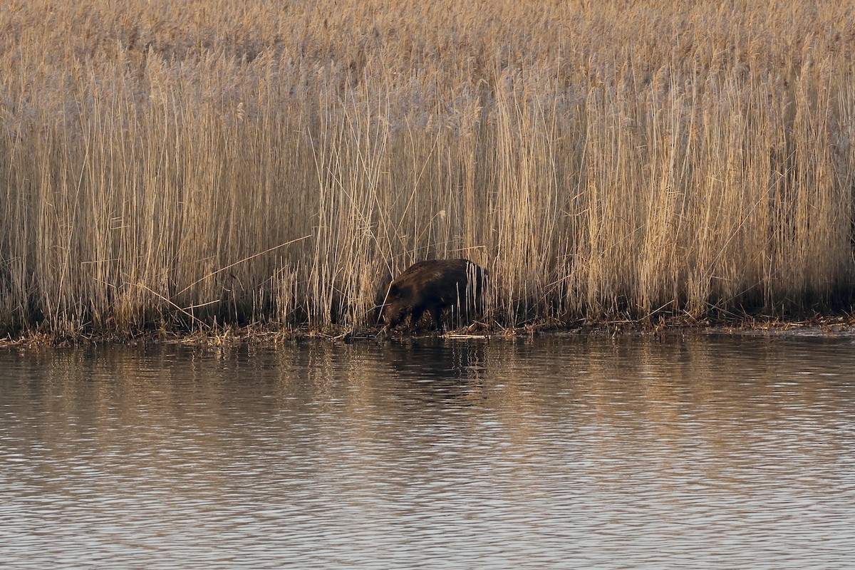 Wildschwein - ML647087306