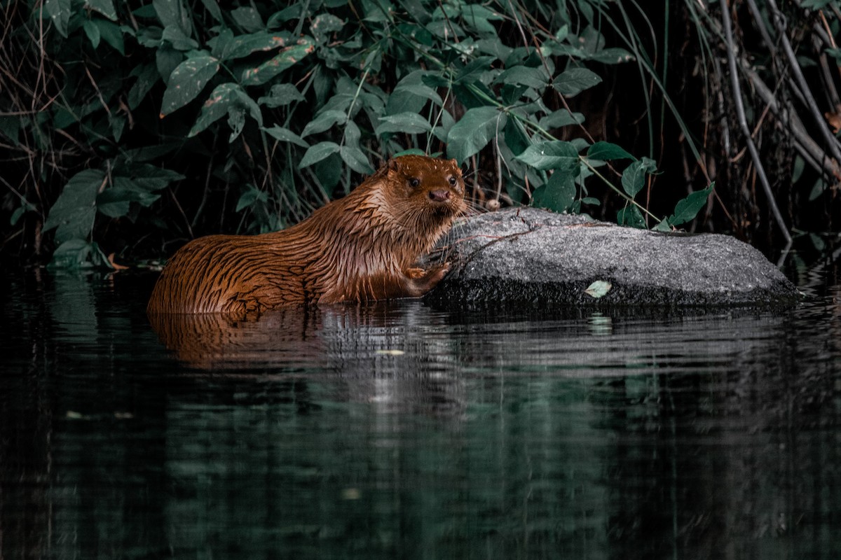 Eurasian Otter - ML647087307