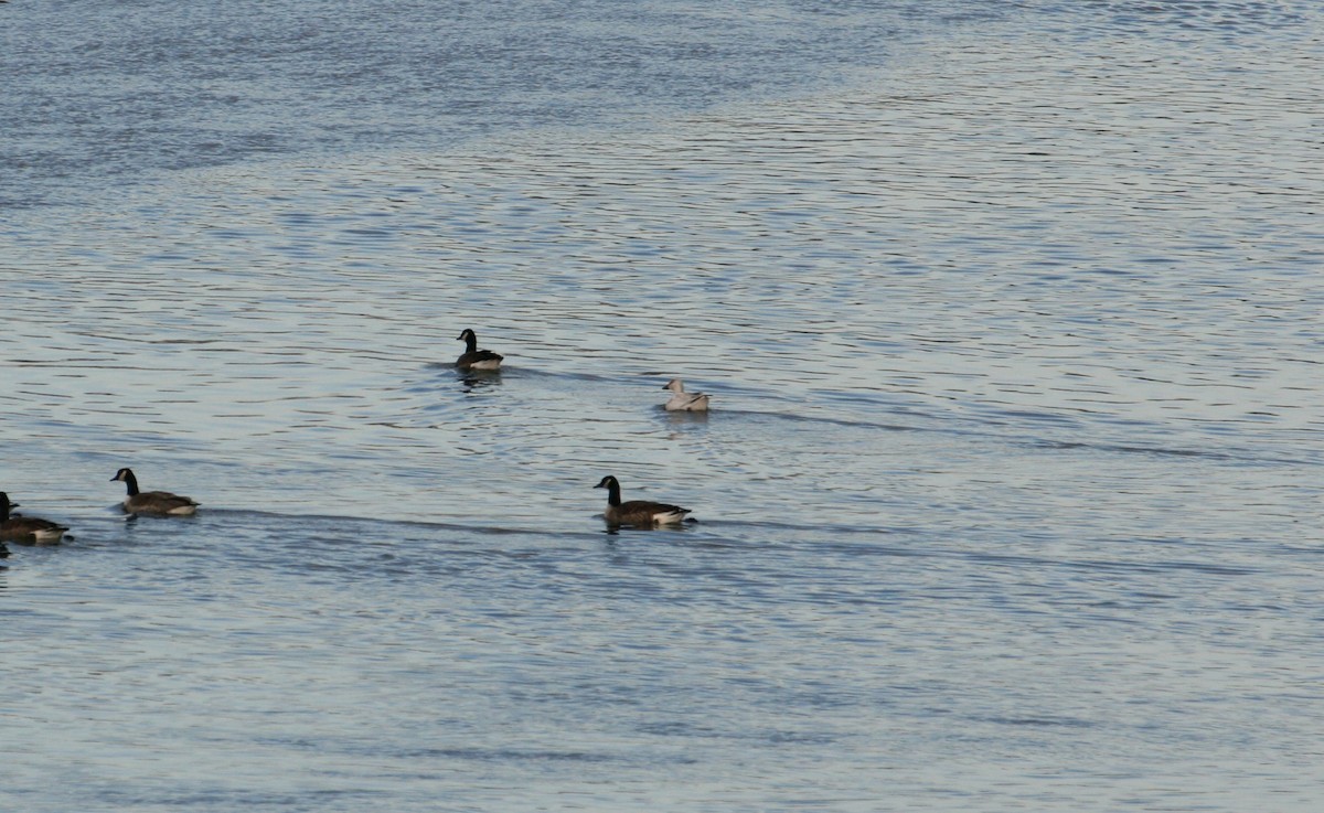 Snow Goose - ML647087308