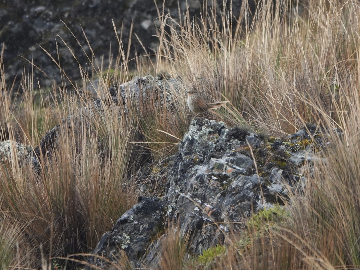 Junin Canastero - ML647087309