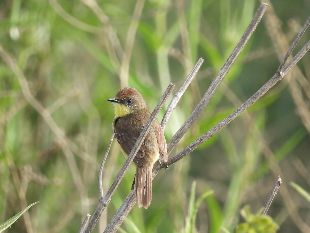 Warbling Doradito - ML647087310