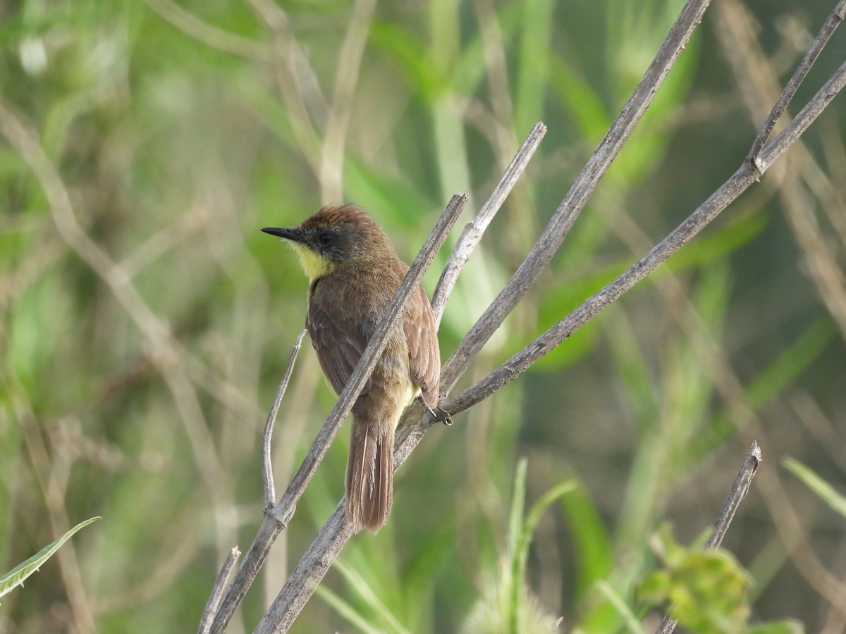 Warbling Doradito - ML647087311