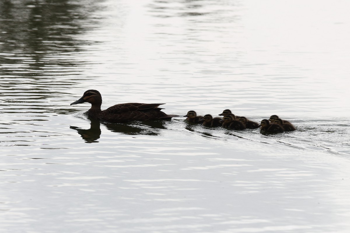 Pacific Black Duck - ML647087312