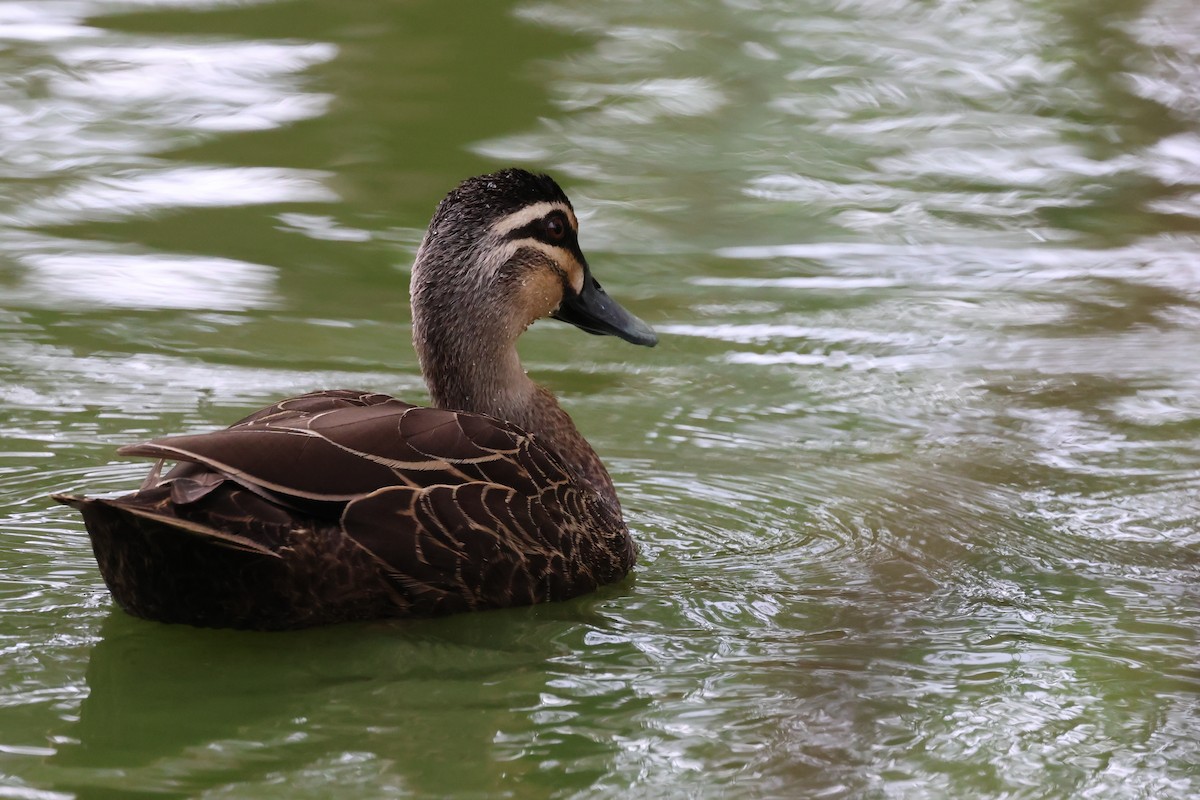 Pacific Black Duck - ML647087313