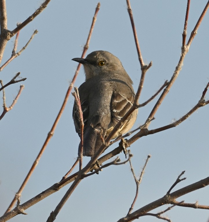 Northern Mockingbird - ML647087314